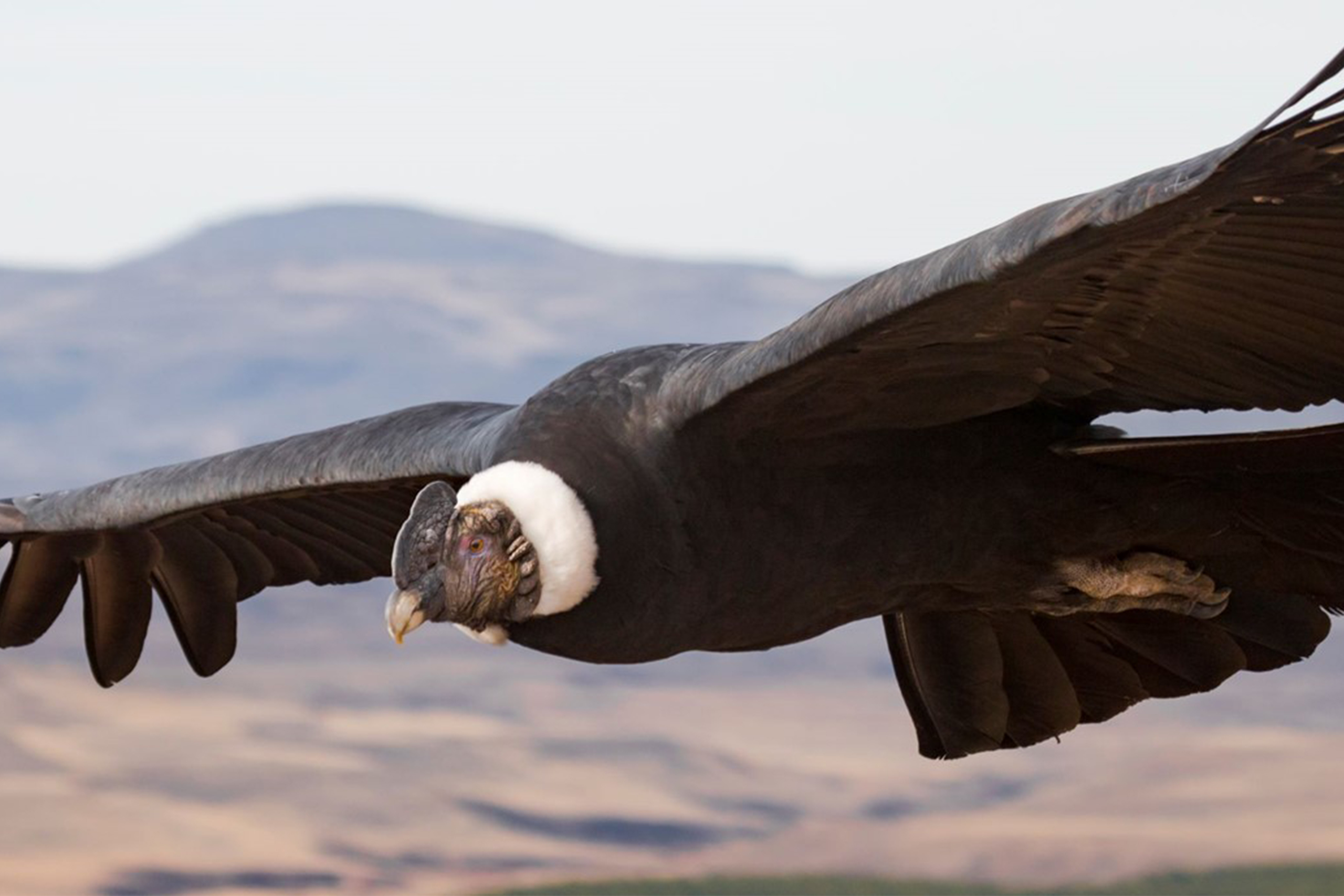 experts-high-flying-study-puts-soaring-birds-in-spotlight-the-latest