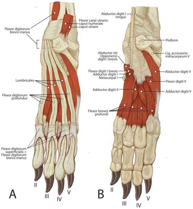 African Wild Dogs Have Vestigial First Digit and Muscular Adaptations ...