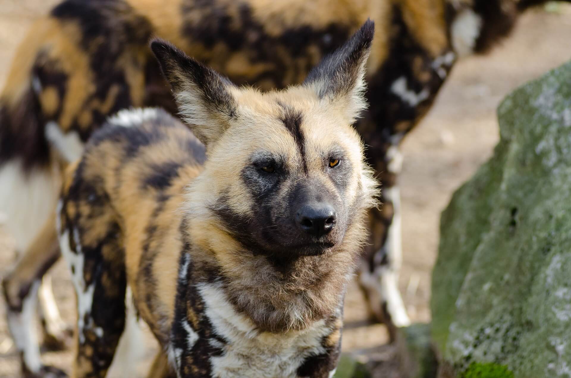 African Wild Dogs Have Vestigial First Digit and Muscular Adaptations ...